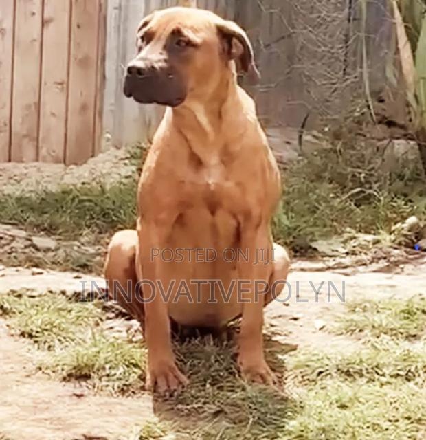 6-12 months Female Mixed Breed Boerboel