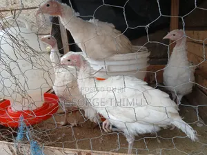 10 Pieces Turkey Chicks (Poults) on Sale