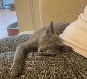 6-12 months Female Purebred Russian Blue