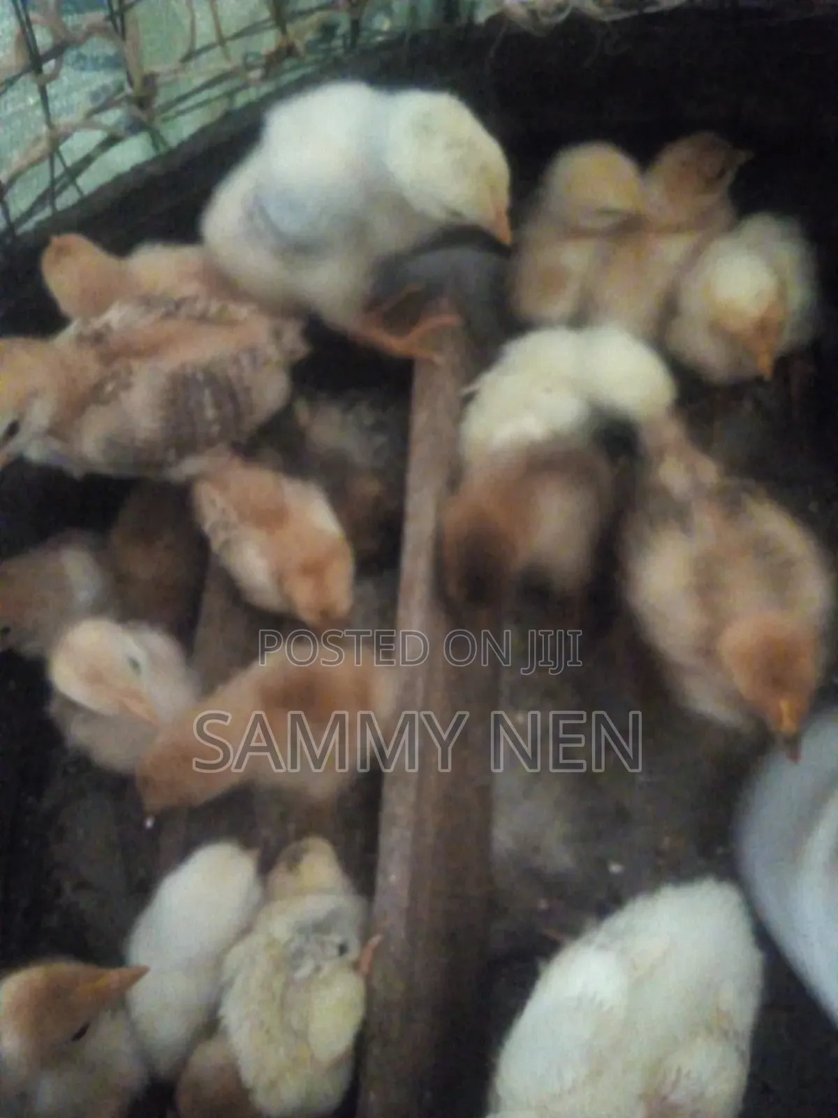 Chicks for Sale