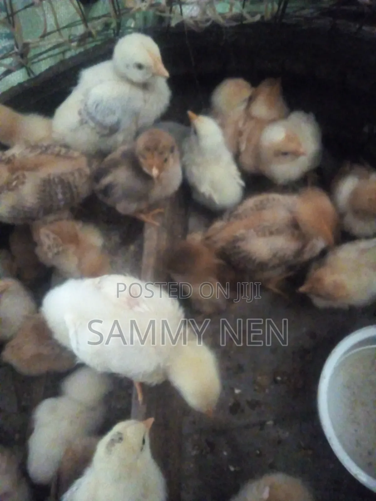 Chicks for Sale