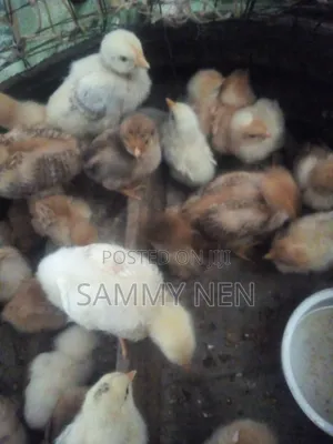 Chicks for Sale