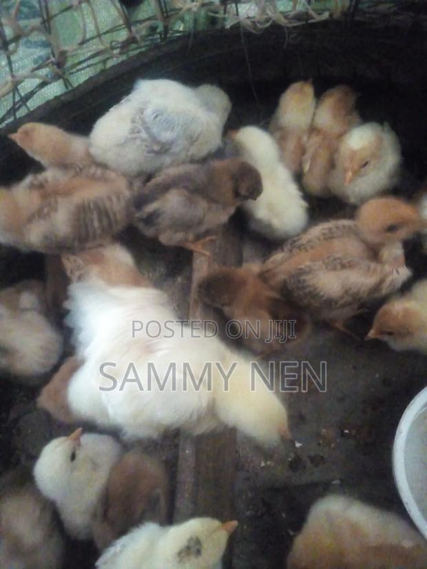 Chicks for Sale - thumbnail 3