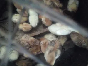 Chicks for Sale