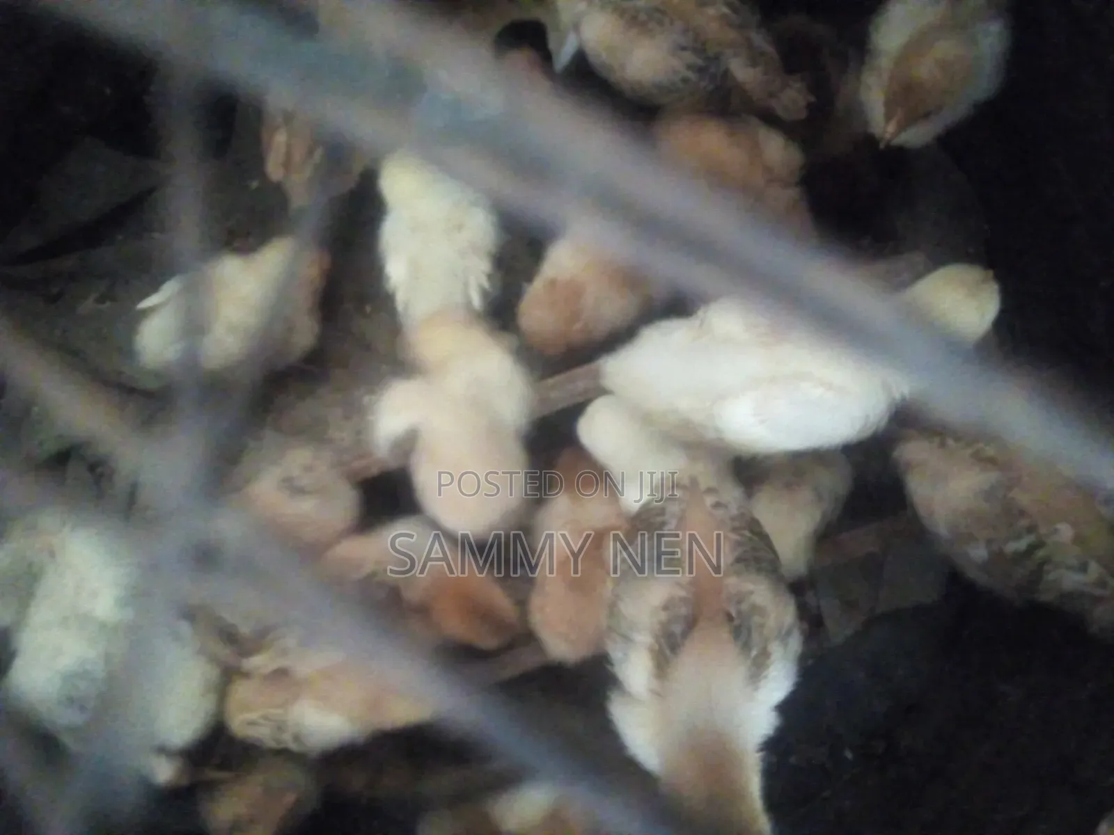 Chicks for Sale