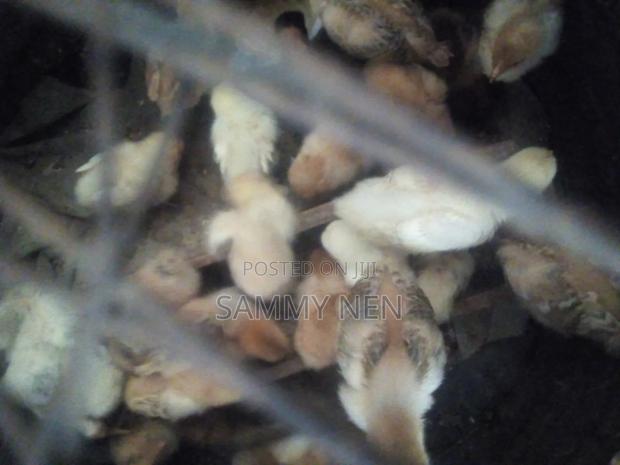 Chicks for Sale - thumbnail 5