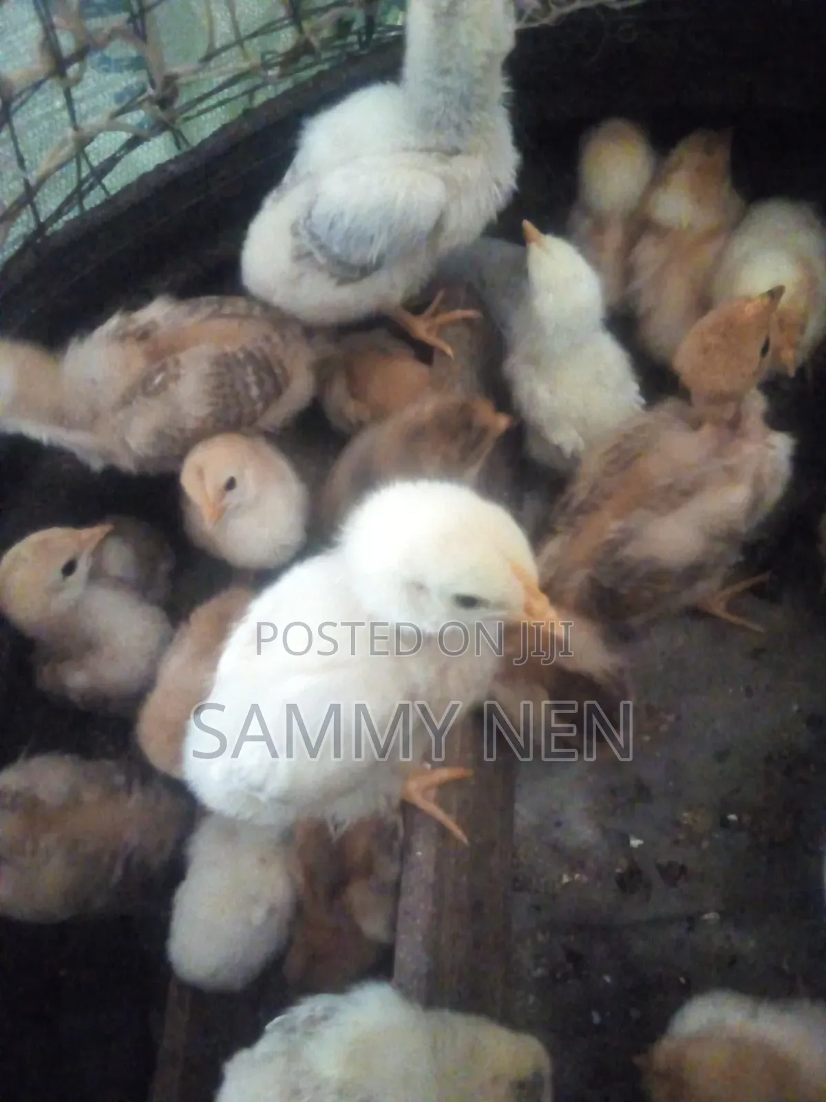 Chicks for Sale