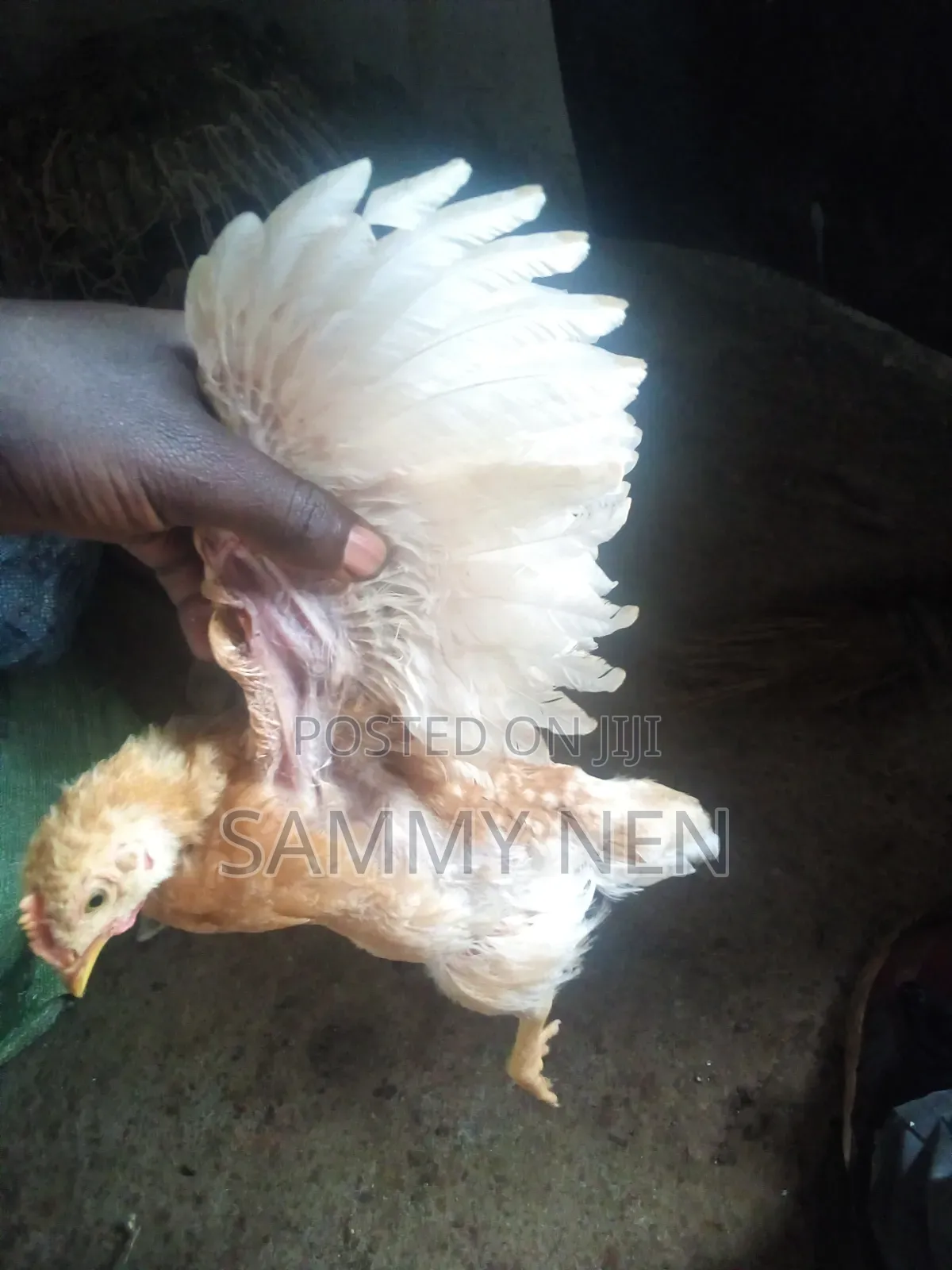 Chicks for Sale