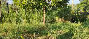 Various Plots for Sale 50*100 at Ikinu-Githunguri