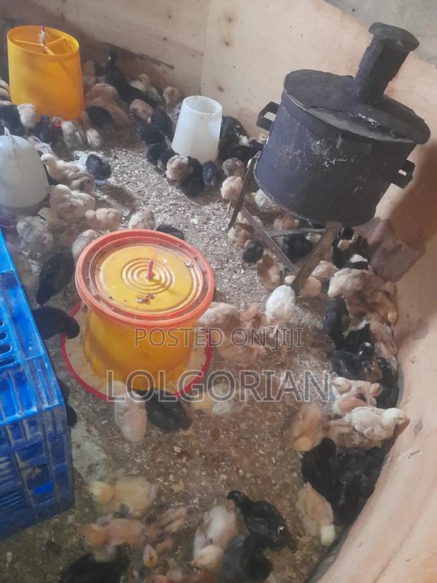 Selling Dayold Chicks.