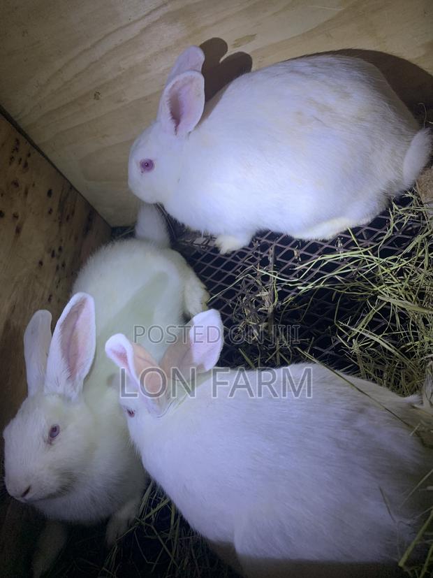 New Zealand Bunnies - thumbnail 6