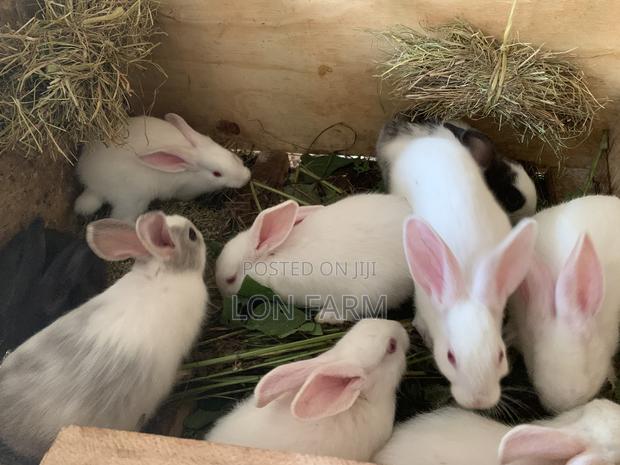 New Zealand Bunnies - thumbnail 3