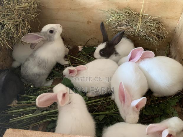 New Zealand Bunnies - thumbnail 2