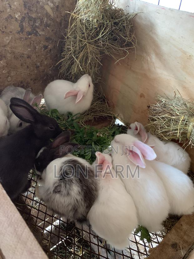 New Zealand Bunnies - thumbnail 4