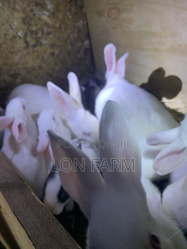 New Zealand Bunnies - thumbnail 5