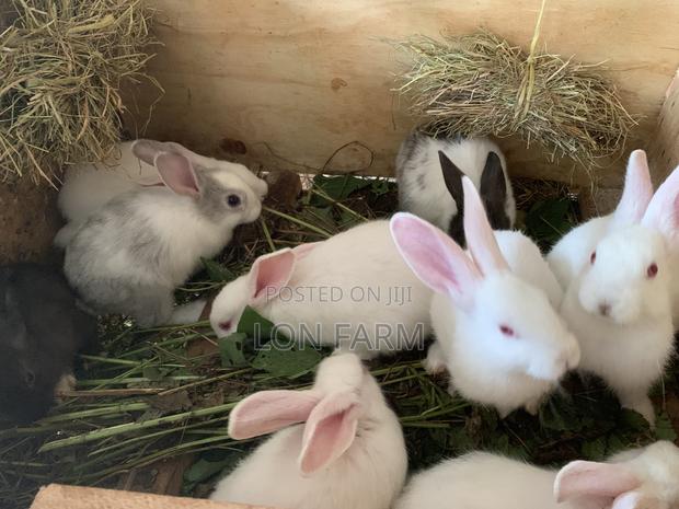 New Zealand Bunnies - thumbnail 8