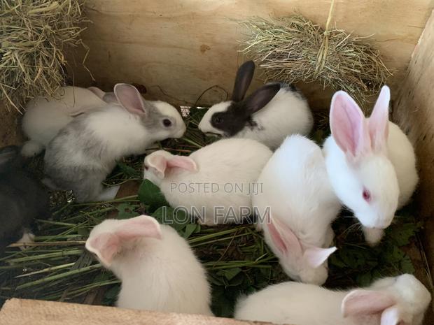 New Zealand Bunnies