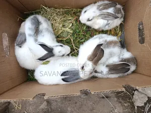 Fluffy Baby Rabbits for Pets - 3 Months Old