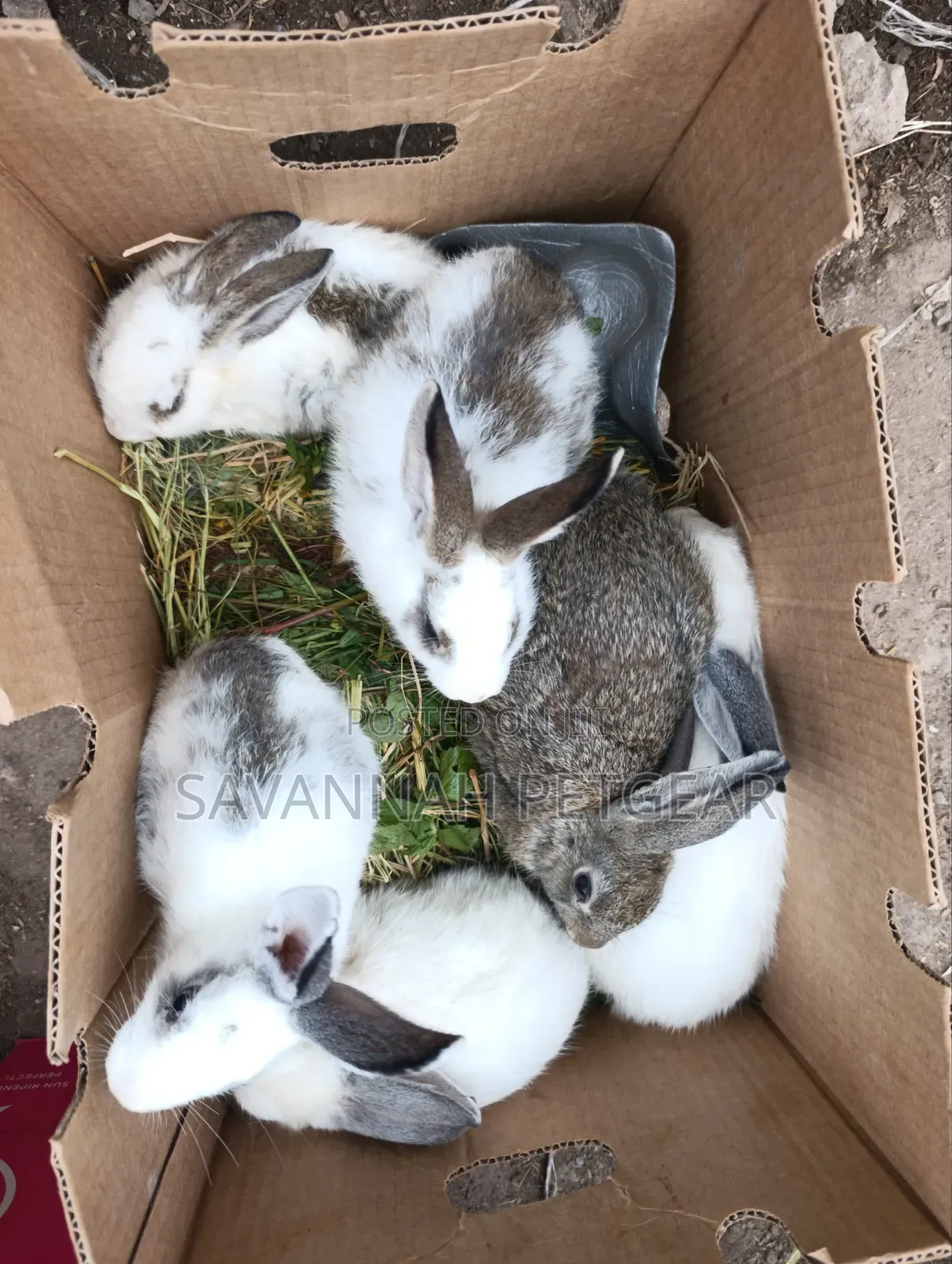 Fluffy Baby Rabbits for Pets - 3 Months Old