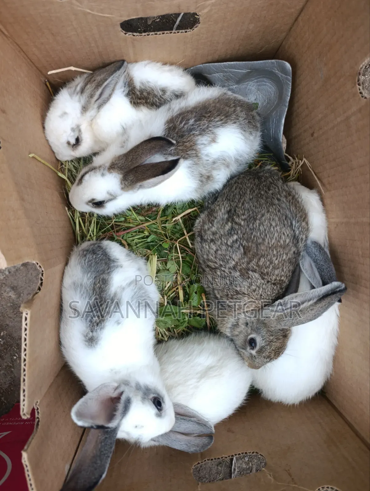 Fluffy Baby Rabbits for Pets - 3 Months Old