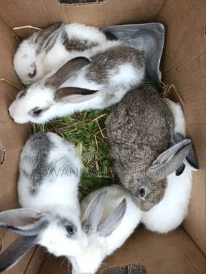 Fluffy Baby Rabbits for Pets - 3 Months Old