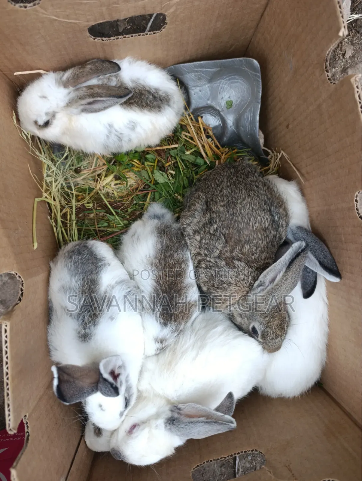 Fluffy Baby Rabbits for Pets - 3 Months Old