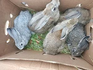 Young Flemish Giants or Continental Giants Rabbit Pets - 3 Months Old