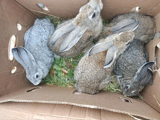 Young Flemish Giants or Continental Giants Rabbit Pets - 3 Months Old - main view
