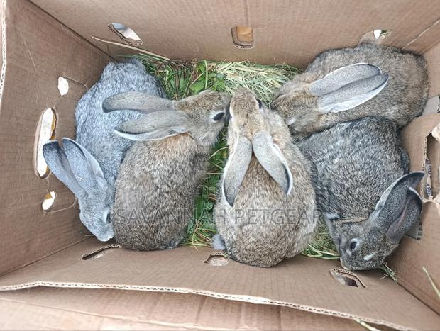 Young Flemish Giants or Continental Giants Rabbit Pets - 3 Months Old - thumbnail 2
