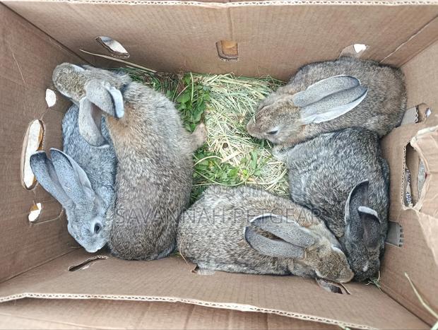 Young Flemish Giants or Continental Giants Rabbit Pets - 3 Months Old - thumbnail 3