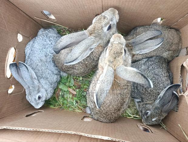 Young Flemish Giants or Continental Giants Rabbit Pets - 3 Months Old - thumbnail 4