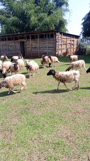Dorper Sheep, Ewes and Rams.
