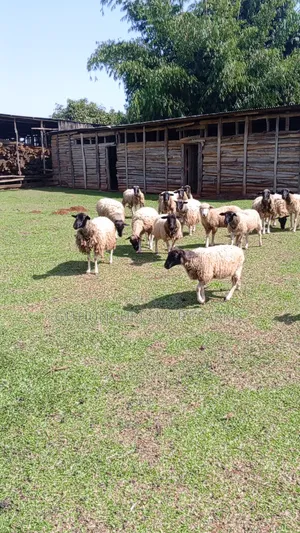 Dorper Sheep, Ewes and Rams.