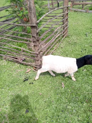 Dorper Sheep, Ewes and Rams.
