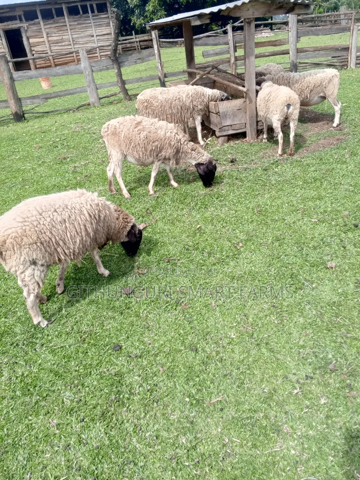 Dorper Sheep, Ewes and Rams.