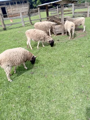 Dorper Sheep, Ewes and Rams.
