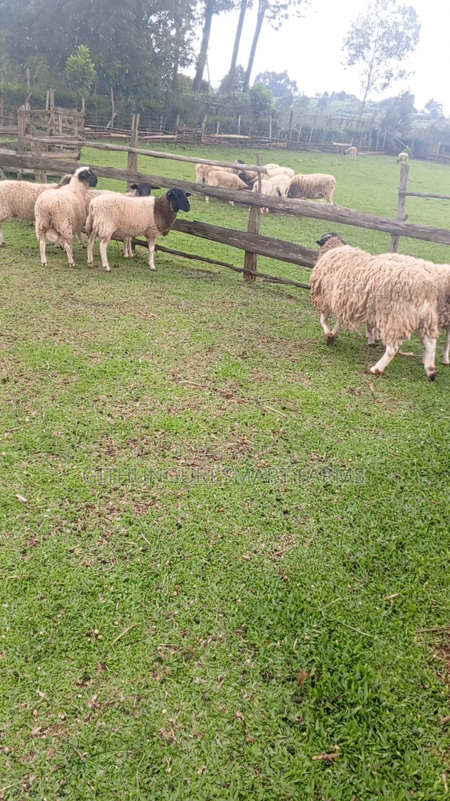 Dorper Sheep, Ewes and Rams.