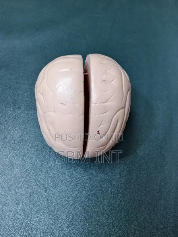 Brain Model - main view