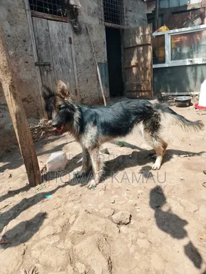 1+ year Male Purebred German Shepherd