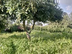 0.5 Acre in Kerarapon, Karen