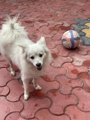 1+ year Male Purebred Japanese Spitz