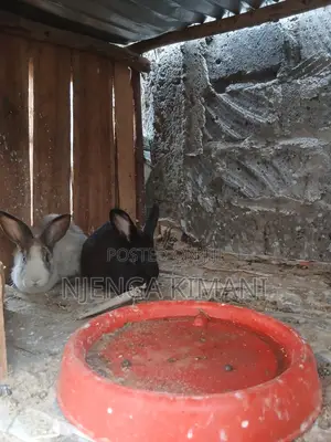 Male and Female Rabbits