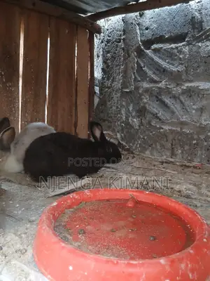 Male and Female Rabbits