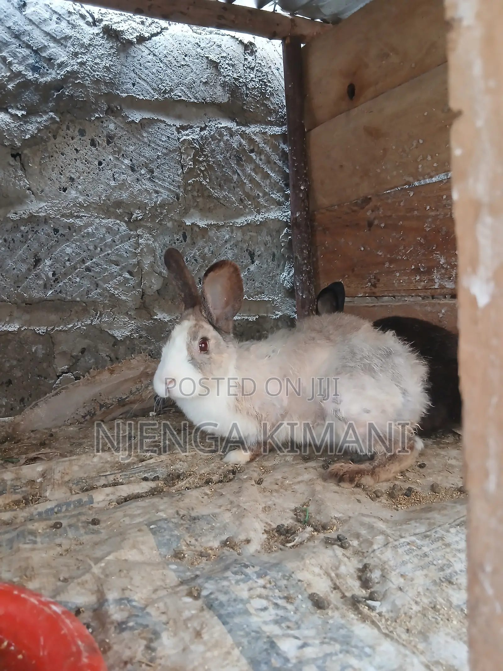 Male and Female Rabbits