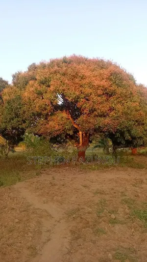 1 Acre Plot on Sale at Kinondo Town Zone, Opposite Kinondo Hospital.
