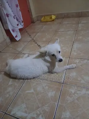 6-12 months Male Purebred Japanese Spitz