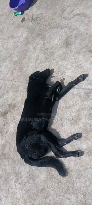 1+ year Male Mixed Breed Labrador Retriever