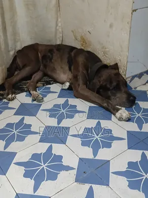 1+ year Male Purebred Great Dane