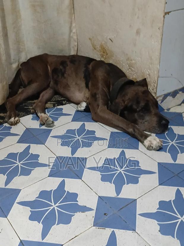 1+ year Male Purebred Great Dane - main view