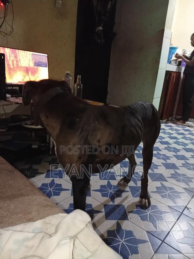 1+ year Male Purebred Great Dane - thumbnail 2